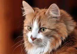 养猫等于养了一头狮子？