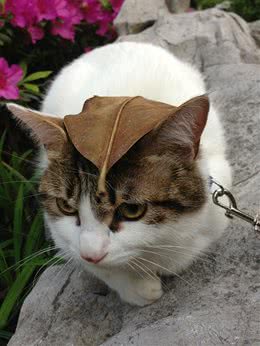 四招降低猫咪遗失风险