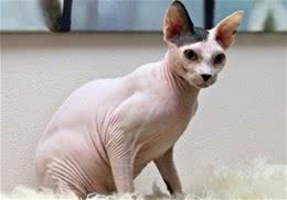 斯芬克斯猫的喂食要求