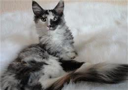 缅因猫的品种简介