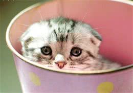 猫咪会游泳吗