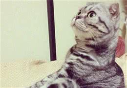 治疗猫咪支气管哮喘的方法