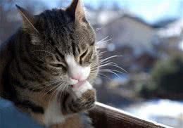 怎么防止猫的毛球症