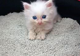 不同猫砂的特点