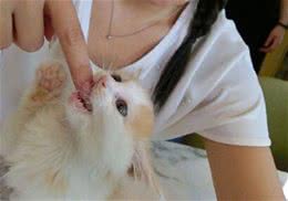 你的手指对猫咪有特别的吸引力？