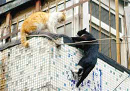 宠物猫最好不要散养