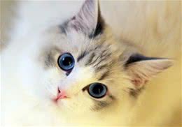 猫咪经常洗澡好吗