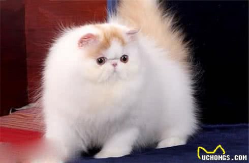 波斯猫什么价格？