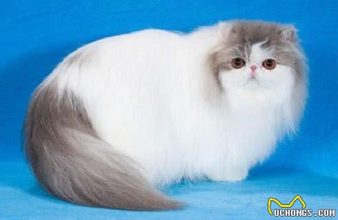 波斯猫什么价格？