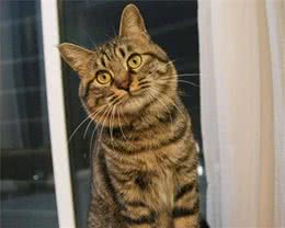 辨别美国短毛猫与中国狸花猫的方法