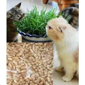 常见的猫草种类