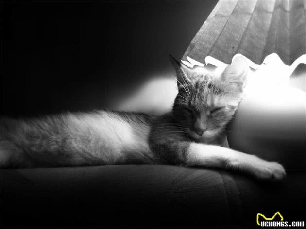 主人不在家，如何让猫咪学会独处