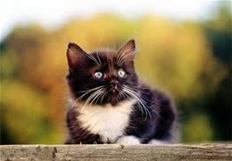 猫咪发情用避孕药？