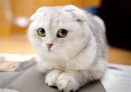 折耳猫训练之如何训练折耳猫用猫砂盘