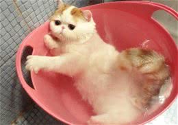 猫咪洗澡要注意的问题