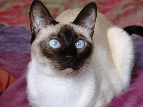 养宠物猫，你准备好了吗