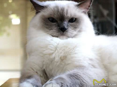 养宠物猫，你准备好了吗