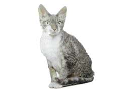 德文卷毛猫的性格特点如何