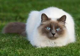 猫咪夏天变暴躁怎么办