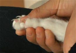 猫咪突然抓人的原因分析