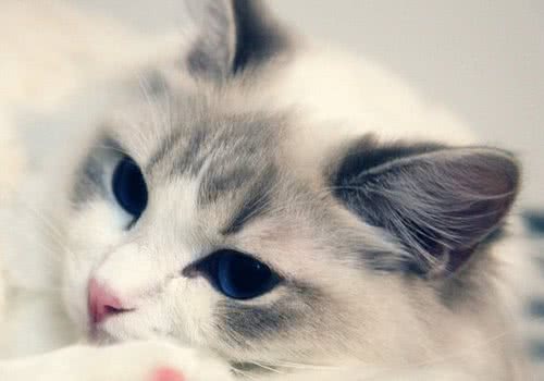 猫咪喜欢扒猫砂是强迫症吗