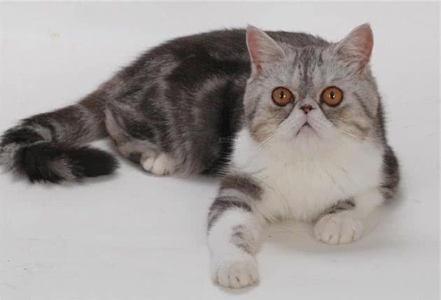 有关异国短毛猫的具体介绍