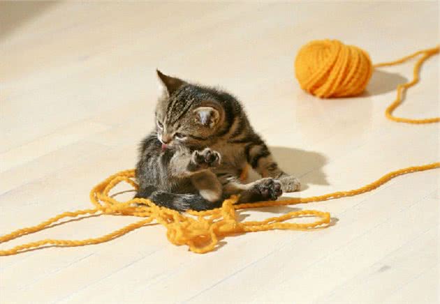 猫咪饲养的7个误区