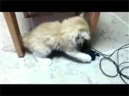 如何制止爱玩电线的猫咪