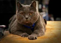 沙特尔猫的形态特征