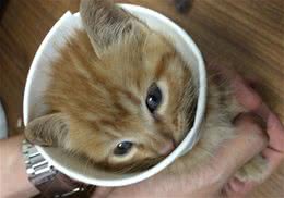 迷你宠物茶杯猫怎么养？