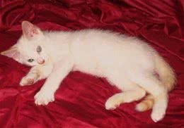 重点色短毛猫的性格特点