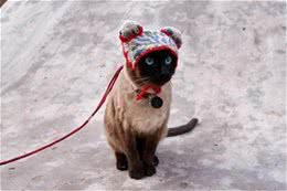 猫咪也是需要带出去散步的