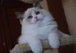 褴褛猫的喂食要求