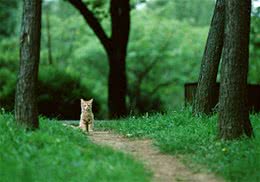 教你搞定猫咪和狗狗相处问题