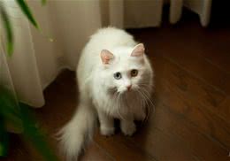 猫咪绝育后性格会有哪些变化