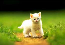 猫咪为什么跑的快？