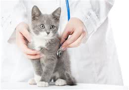 猫咪心脏听诊的基本知识