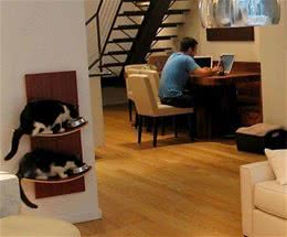 家庭环境对猫咪的潜在伤害