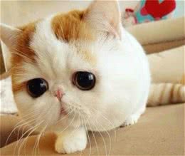 如何给猫猫剪个帅气的发型？