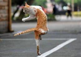教您根据需求挑选猫咪