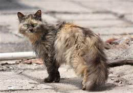 给流浪猫一个家