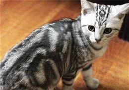 猫咪比狗狗更忠诚吗？