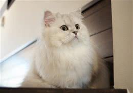 如何让波斯猫拥有一身华丽毛发