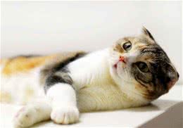 如何去除被子上的猫尿味