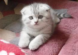 如何训练猫咪在固定的地方睡觉