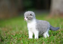 折耳猫打喷嚏的原因