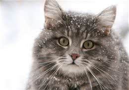 春季养猫的注意事项