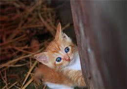 如何饲养流浪猫咪