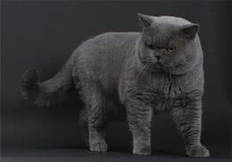 猫咪为什么特别喜欢睡觉？