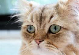 波斯猫繁殖过程中需要注意哪些问题